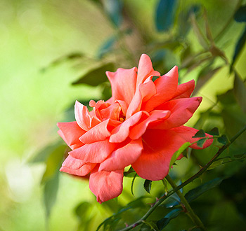 轰炸短信信息软件免费版